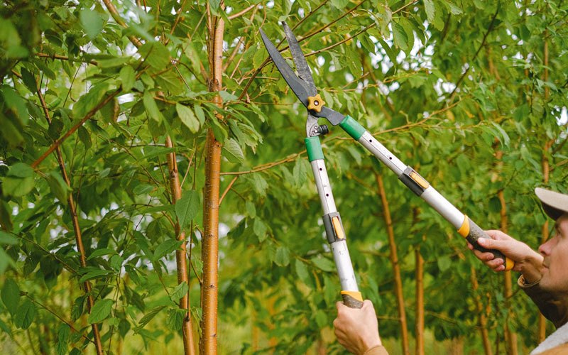 Tree trimming in Gilead, NE
