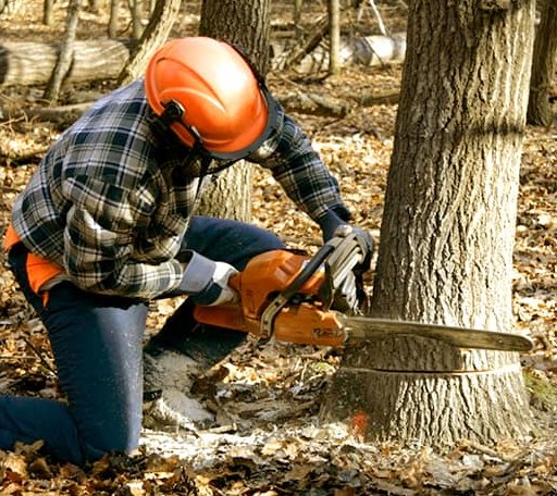 Tree Removal in Gilead, NE